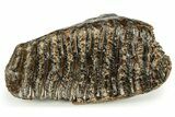 Fossil Woolly Mammoth Molar - Siberia #259937-4